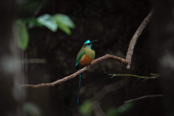 Can You Create a Luxurious Chocolate and Hazelnut Praline Torte?